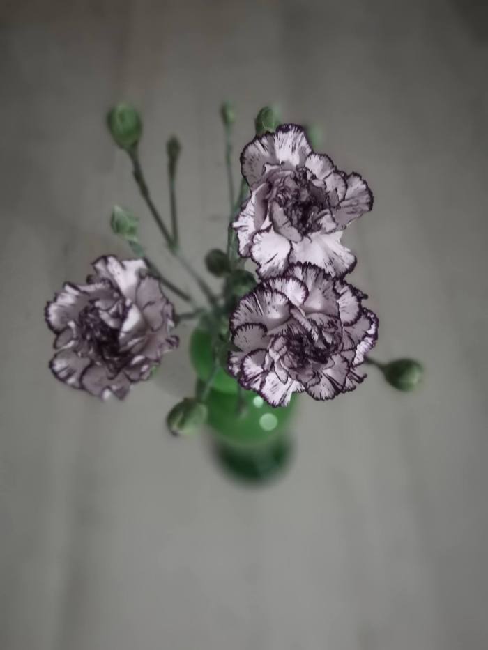 18320433_1719399548076035_422586766355901372_o